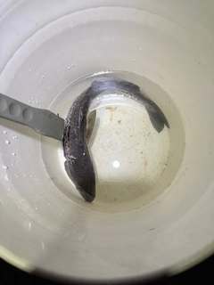 スケトウダラの釣果