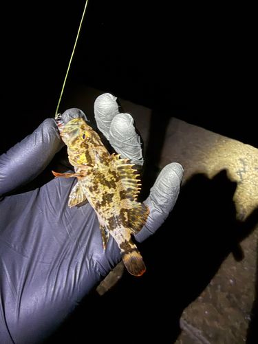 タケノコメバルの釣果