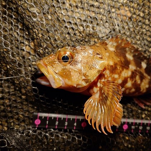 カサゴの釣果