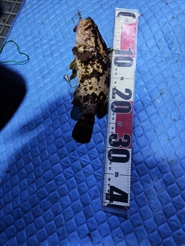 タケノコメバルの釣果