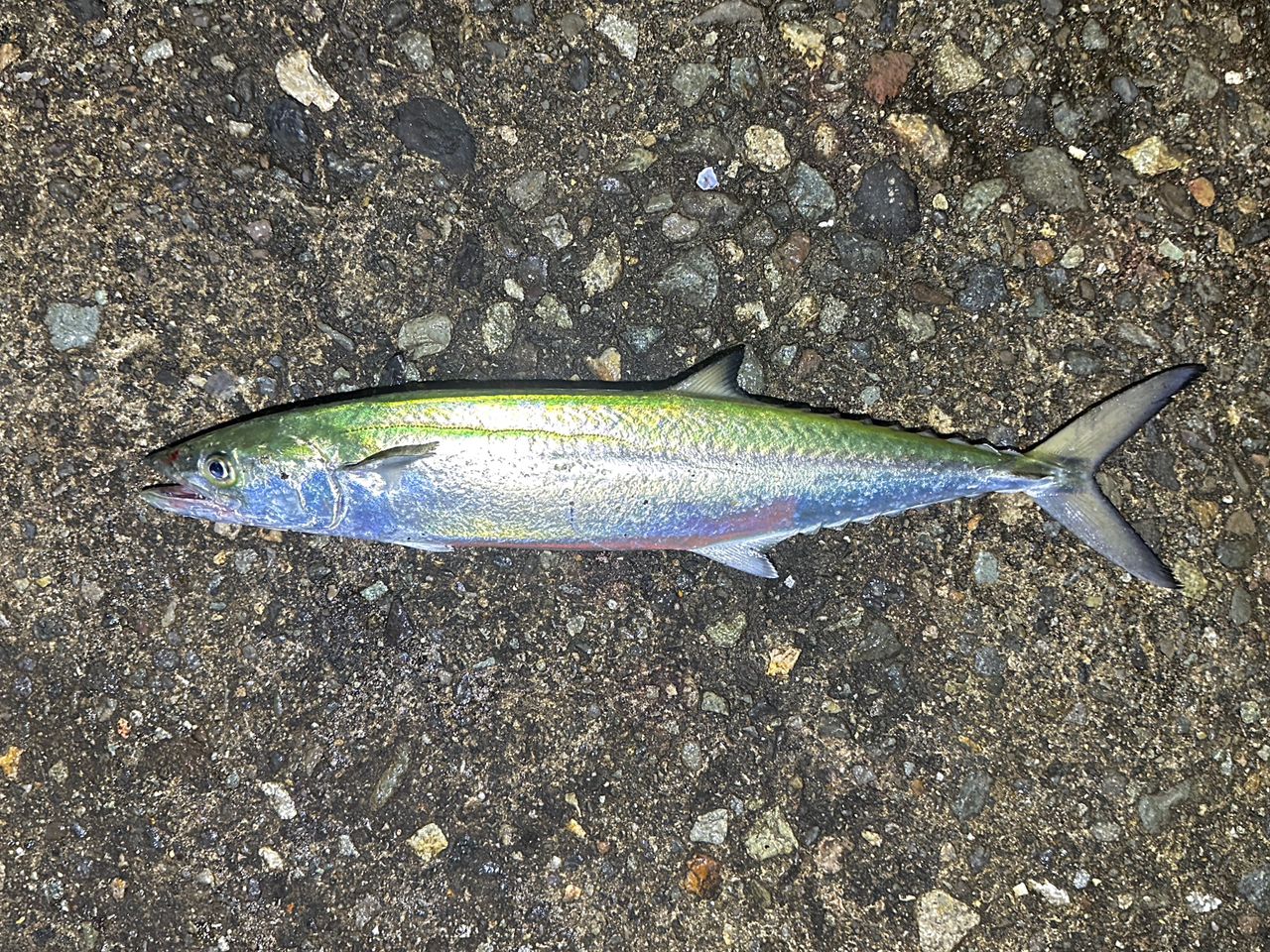 ヤマガ　ブルーカレント71tznano BlueCurrent TZ/NANO | YAMAGA BlanksYAMAGA Blanks