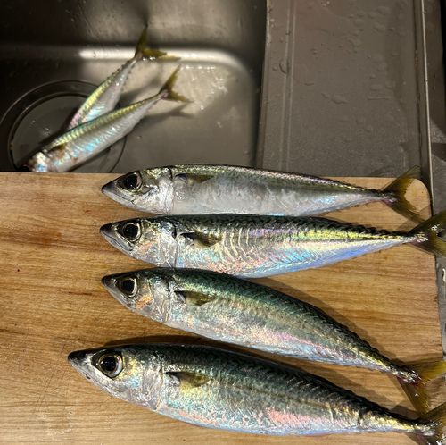 アジの釣果