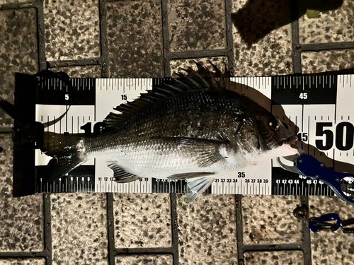 クロダイの釣果