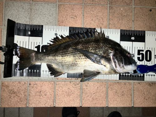 クロダイの釣果