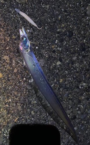 タチウオの釣果