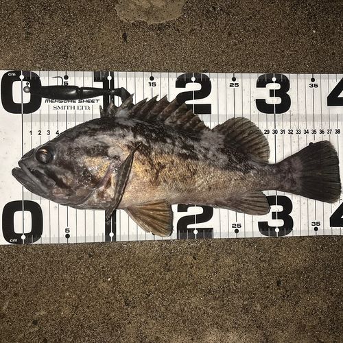 クロソイの釣果