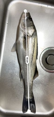 マルスズキの釣果