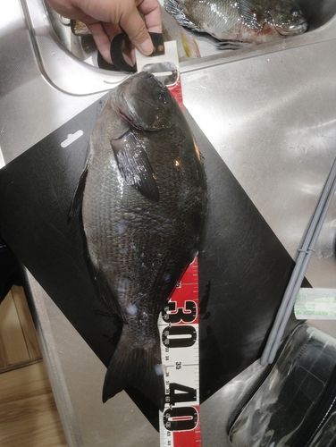 クチブトグレの釣果