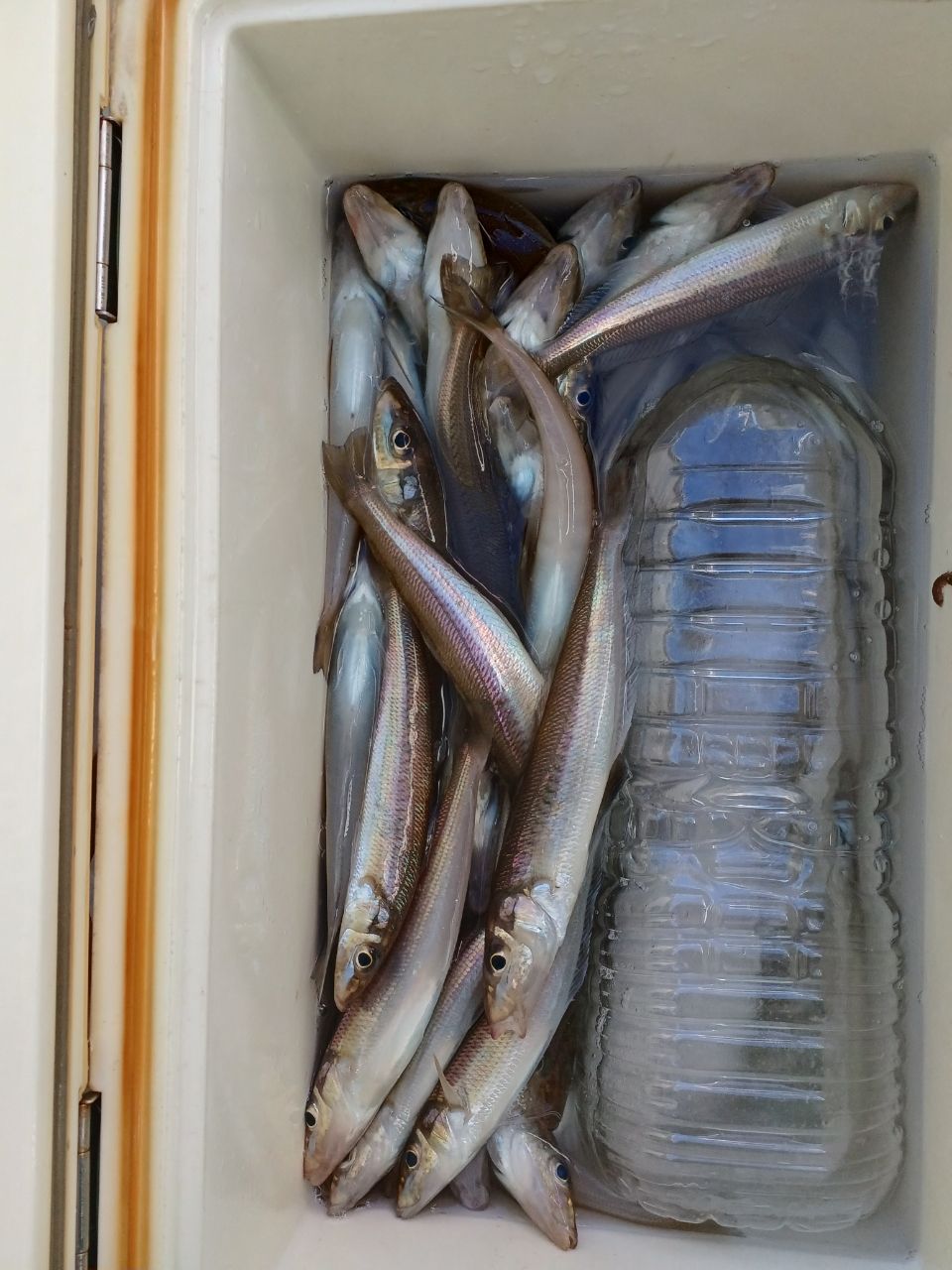 アングラ～たつさんの釣果 2枚目の画像