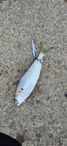 コノシロの釣果