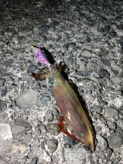 ケンサキイカの釣果