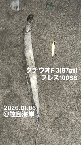 タチウオの釣果