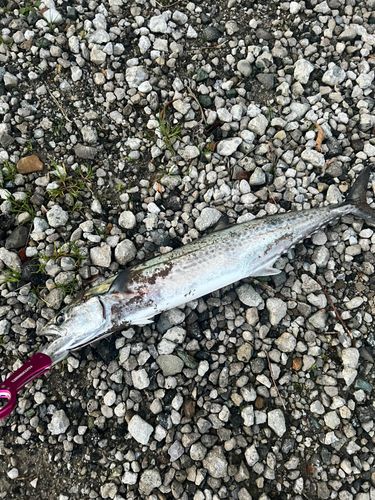 サワラの釣果