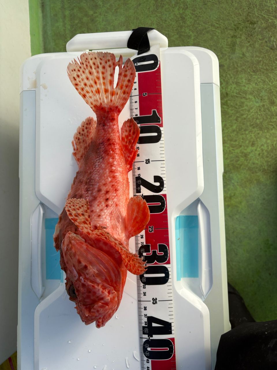 ユタさんさんの釣果 2枚目の画像