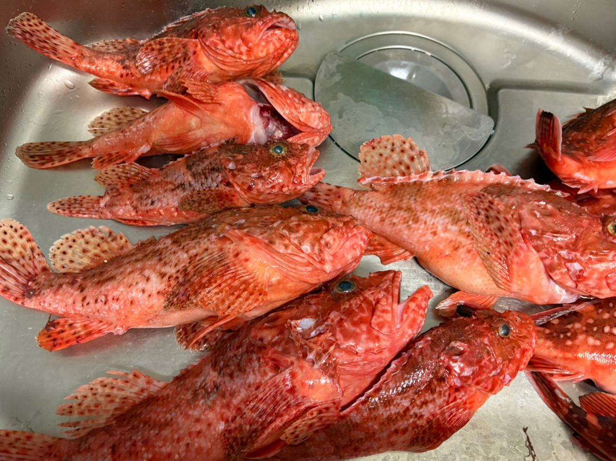 ユタさんさんの釣果 3枚目の画像