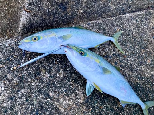 ツバイソの釣果