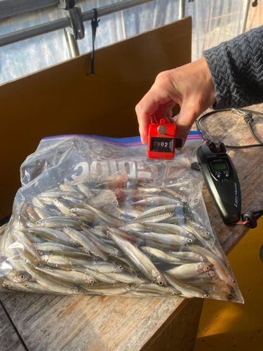 さかなやワンド