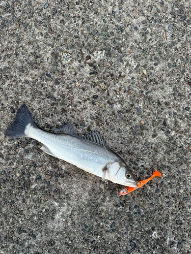 セイゴ（マルスズキ）の釣果
