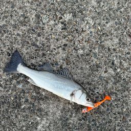 セイゴ（マルスズキ）