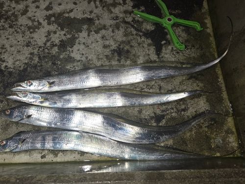 タチウオの釣果