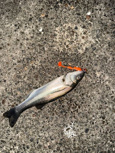 セイゴ（マルスズキ）の釣果