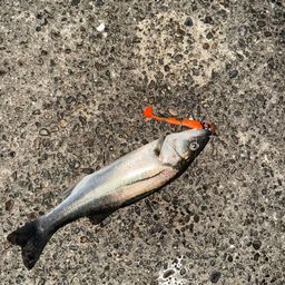 セイゴ（マルスズキ）