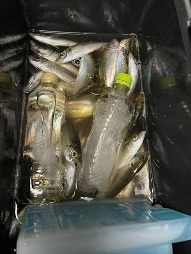 周防大島（屋代島）