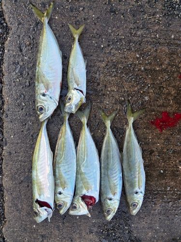 アジの釣果