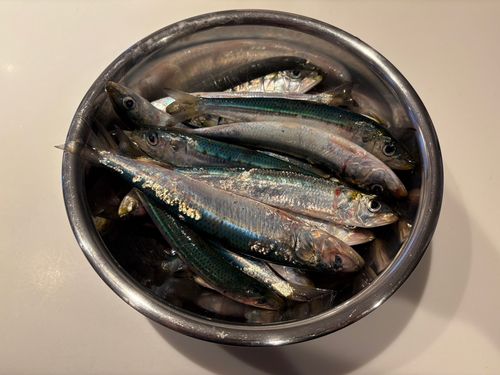 イワシの釣果