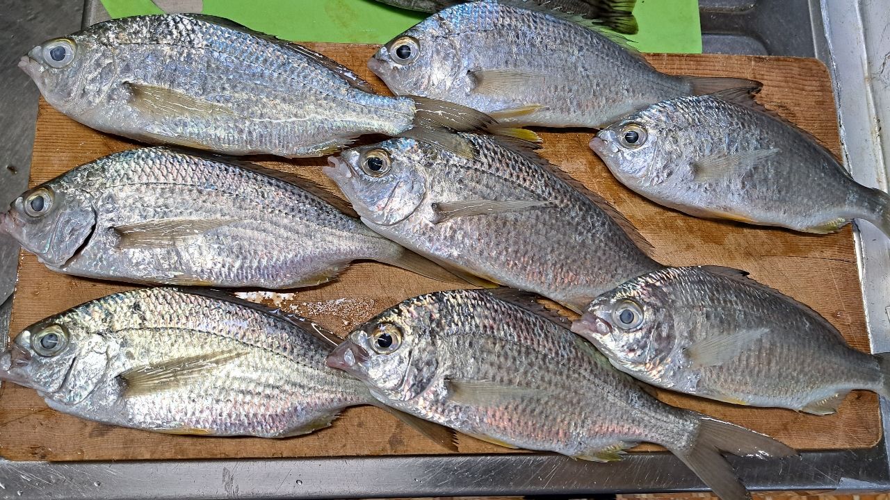 ミナミクロサギ