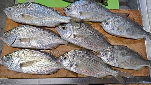 ミナミクロサギの釣果