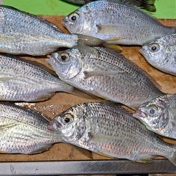 ミナミクロサギ