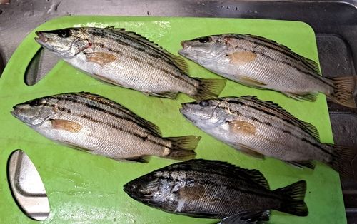 シマイサキの釣果