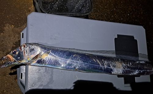 タチウオの釣果