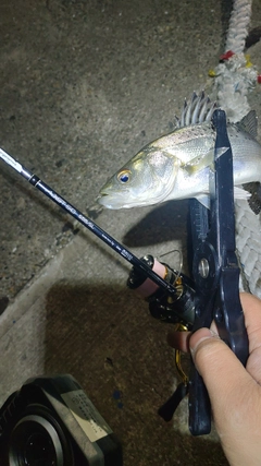 セイゴ（マルスズキ）の釣果