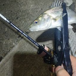 セイゴ（マルスズキ）