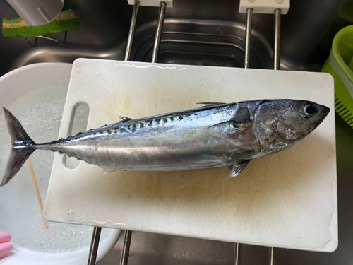 ソウダガツオの釣果