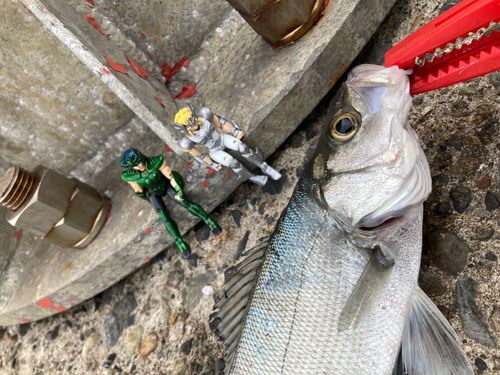 セイゴ（ヒラスズキ）の釣果