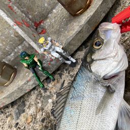 セイゴ（ヒラスズキ）