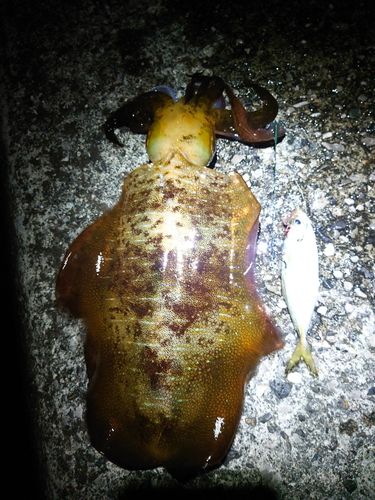 アオリイカの釣果