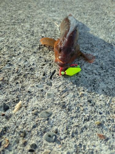 アイナメの釣果