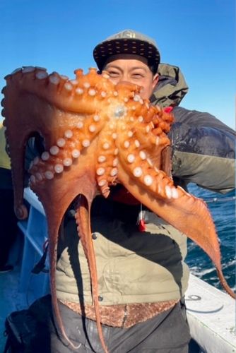 タコの釣果