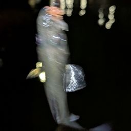 セイゴ（マルスズキ）