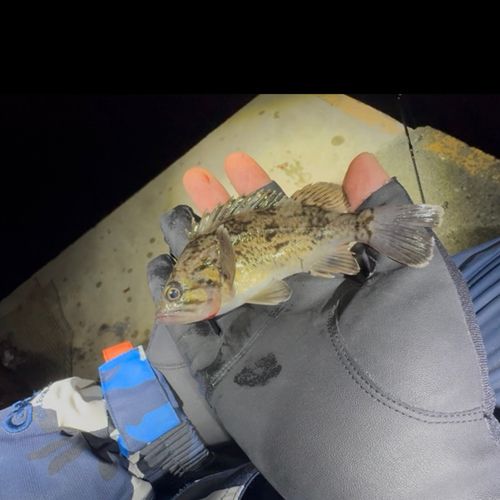 三陸海岸（岩手）