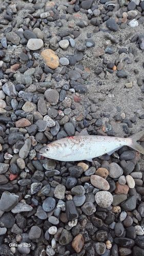 コノシロの釣果