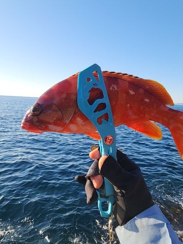 アカハタの釣果