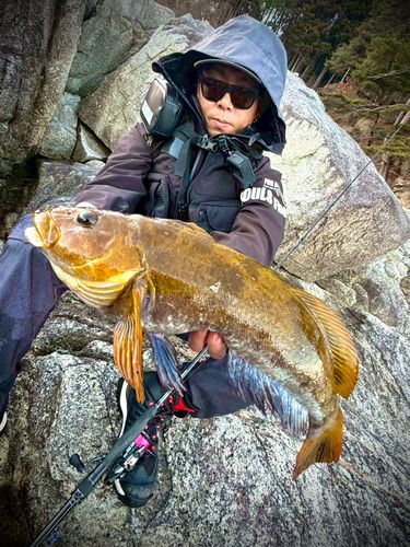 アイナメの釣果