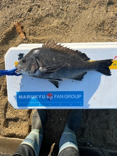クロダイの釣果