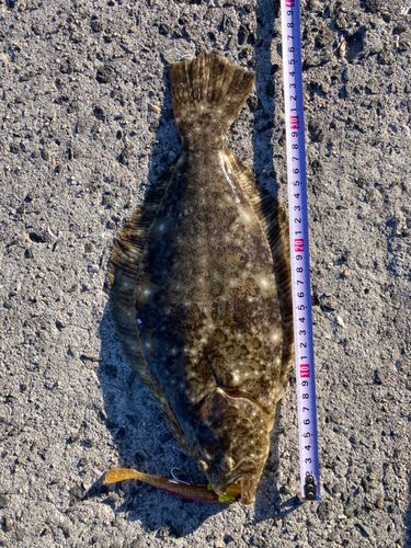 ヒラメの釣果