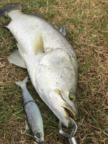 バラマンディの釣果